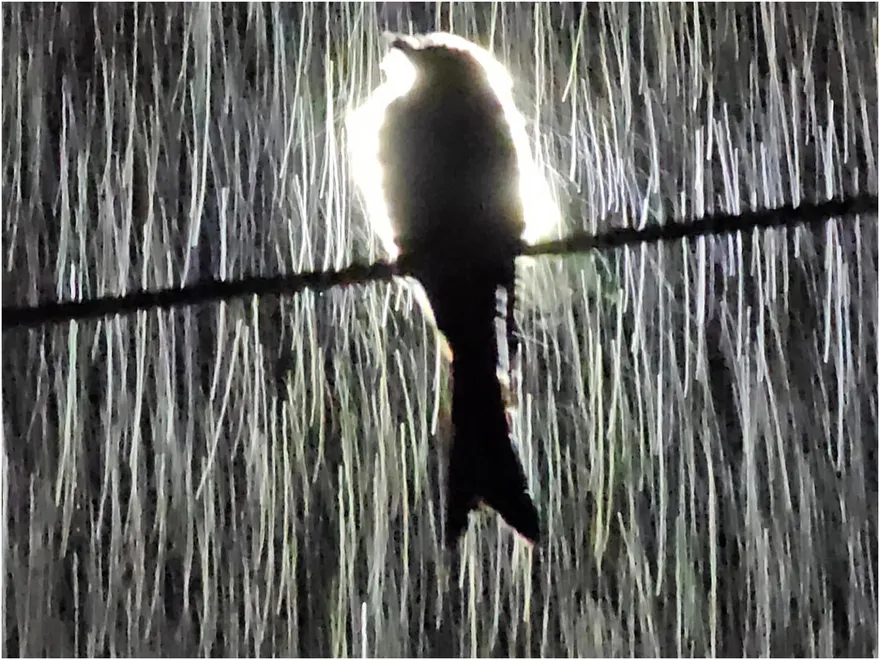 畫面有歌！「霸氣烏秋」夜中淋雨自帶背景光　逾萬人朝聖驚喊：好帥氣