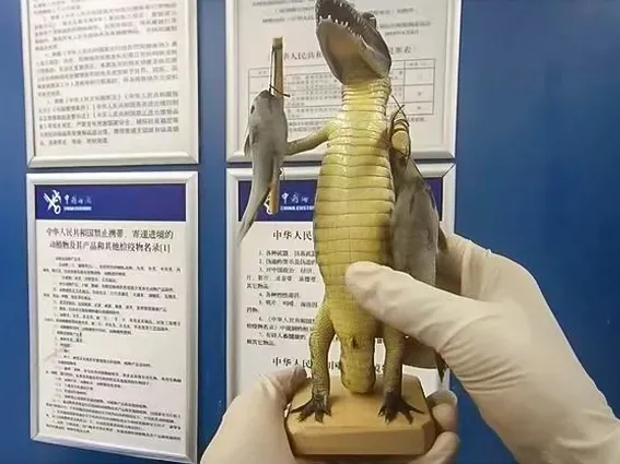 走私品無奇不有！陸海關機場查獲「鱷魚」　旅客辯：收藏用