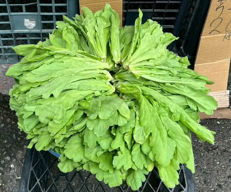 北市蔬果農藥超標率25.5%　萬有全、錢都皆違規