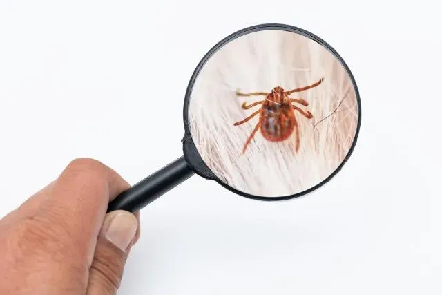 今年首例！北部60歲婦人確診萊姆病　皮膚紅癢、血尿急就醫