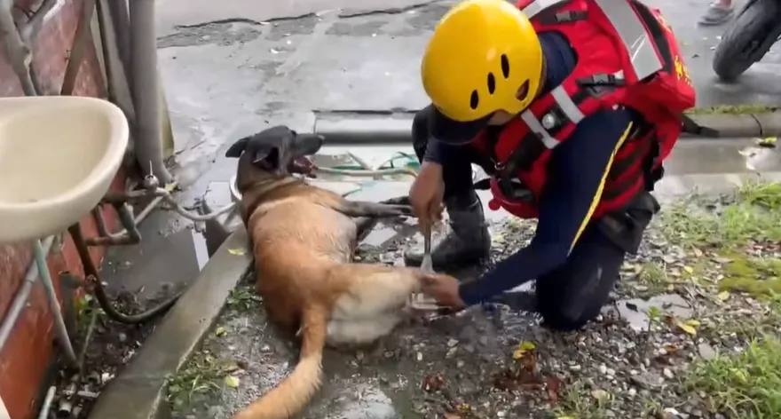 台南搜救犬Dota清理腳掌上的碎石。（圖／翻攝自黃偉哲臉書）