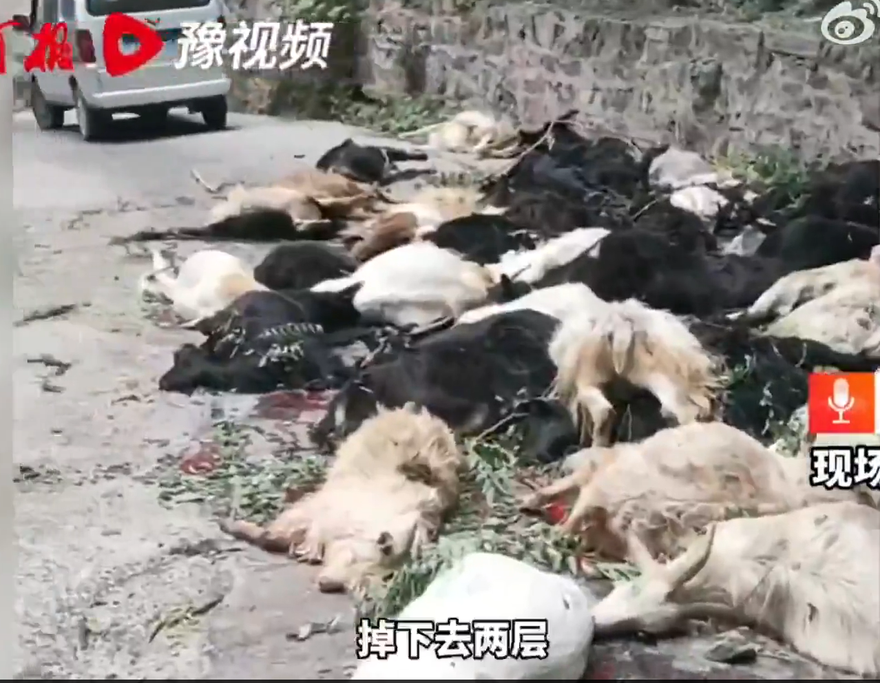 真的有羊群效應！　領頭羊領先墬崖 谷下屍體成群畫面怵目驚心