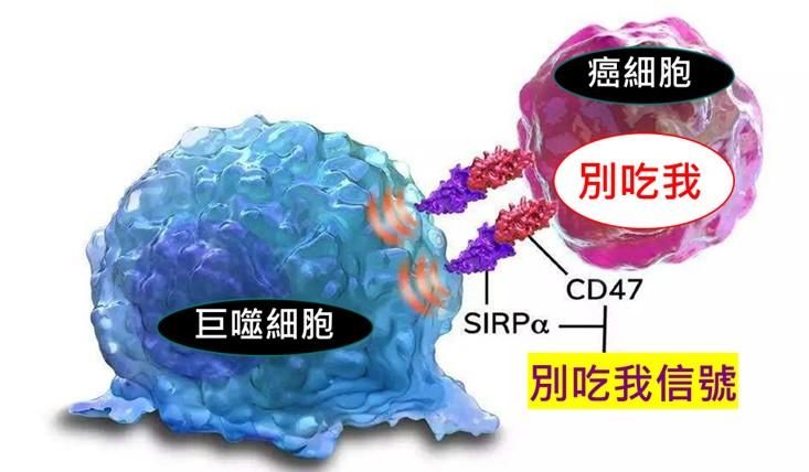 國衛院找到免疫治療候選藥 增強「吞噬」癌細胞