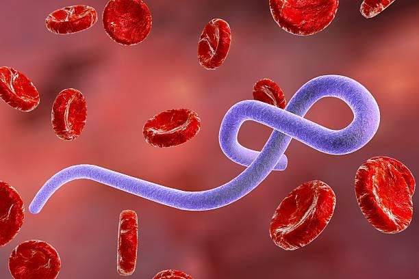 世紀病毒爆發！「無疫苗可預防」WHO籲各國做好應對措施：致死率50％！