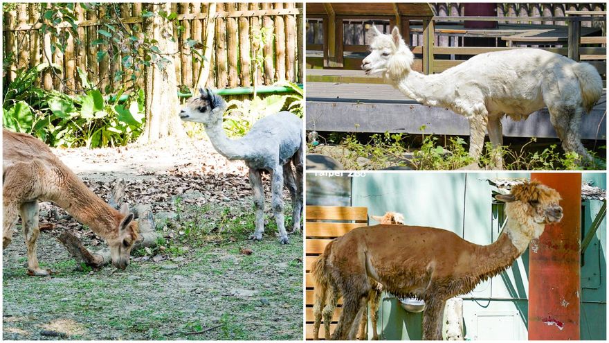 動物園羊駝大洗牌！新成員「比爾＋蓋茲」超蝦趴～換血原因怕近親？