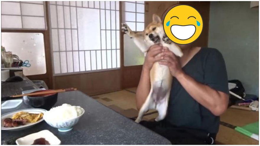 過動柴擾人吃飯→把拔一招「鬼臉擒抱」秒僵住！網笑瘋：這臉是定身符吧？