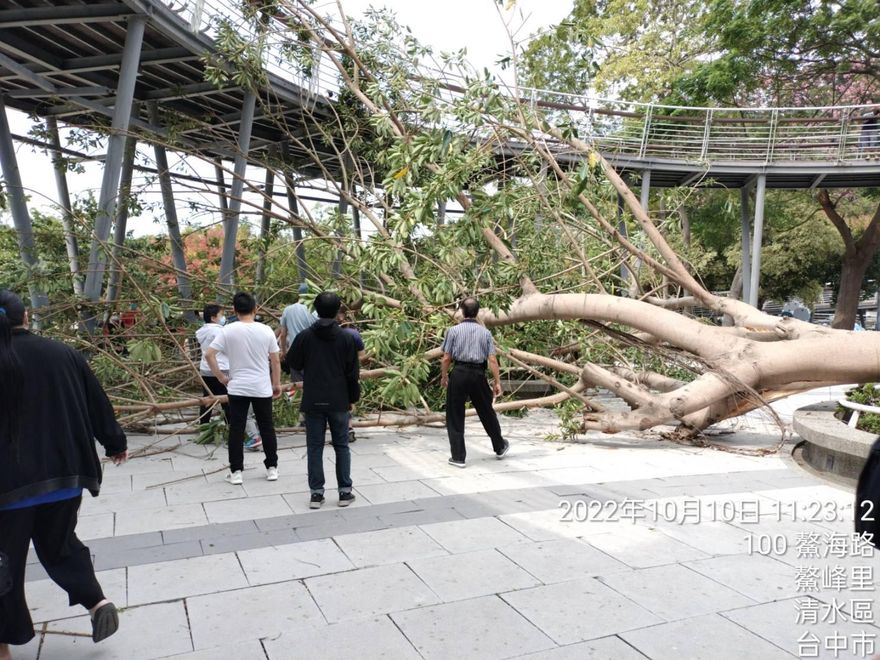 8米巨樹倒塌「壓傷3民眾」！台中鰲峰山鬼洞傳意外　4旬男一度昏迷…2人掛彩送醫