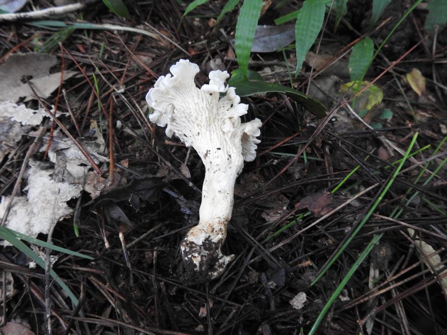 陸發現全球新物種「白蓋雞油菌」　網友都在問「這個問題」…
