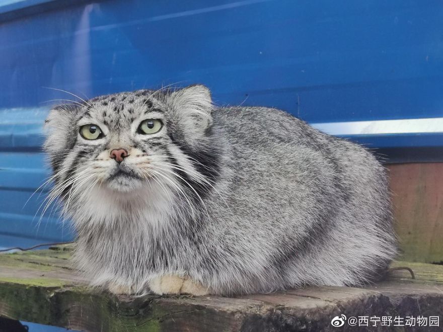 陸「4秒俠」網紅「兔猻」慘死！頭大的骨頭「整根吞」窒息卒