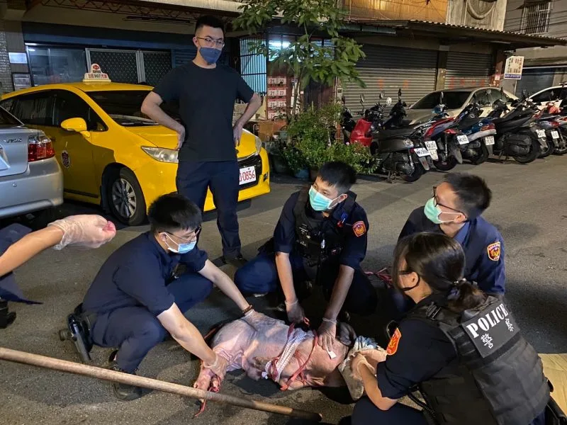 半夜驚見浪浪豬蹺家嚄嚄叫！　桃園警民2小時人豬大戰贏了