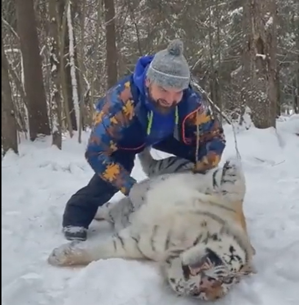 【影】猛虎當寵物玩！被摸肚表情讓7萬網友笑翻：虎界之恥