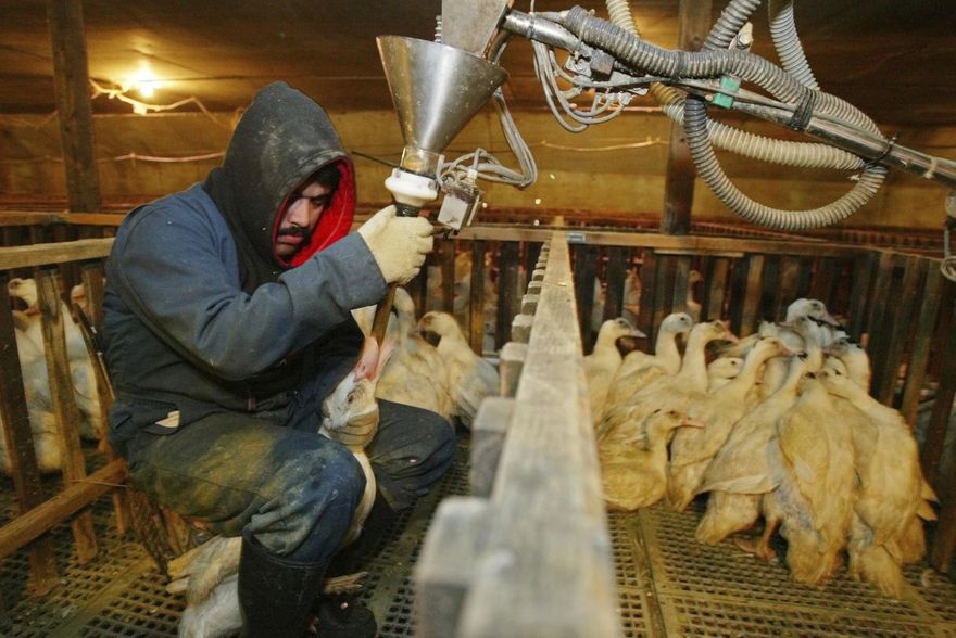 嚴禁殘忍「灌食」鴨鵝！英王查爾斯承諾：禁止王室成員食用肥肝