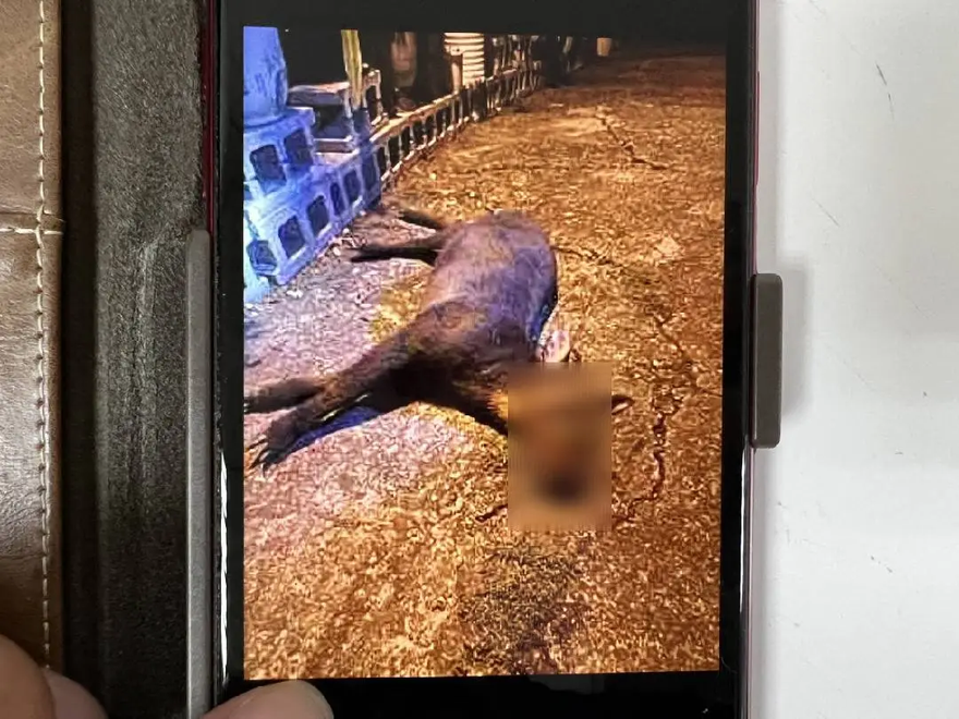 【影】難過！「保育類動物」竟變賄選贈禮！　長鬃山羊無辜成盤中飧