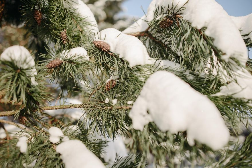 「大雪」降臨！　全方位開運大法曝光　4生肖不注意恐出事
