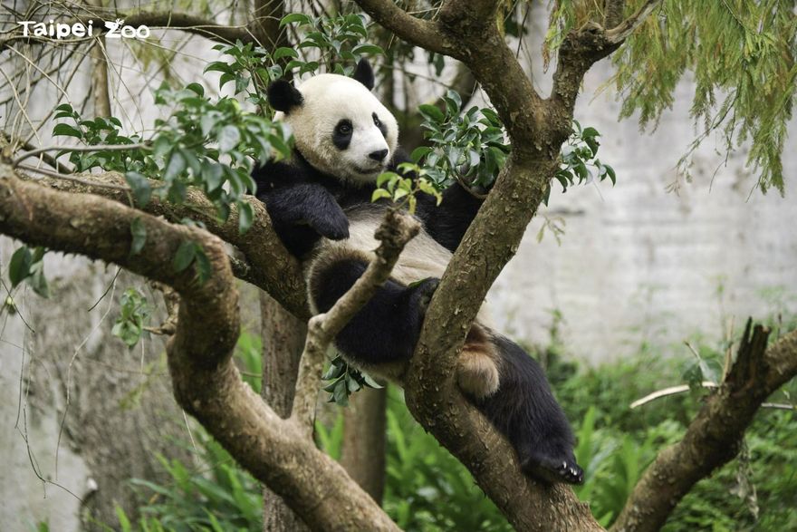 保育員超難當！動物「過冬菜單大不同」鱷魚不能吃、棕熊要多吃…