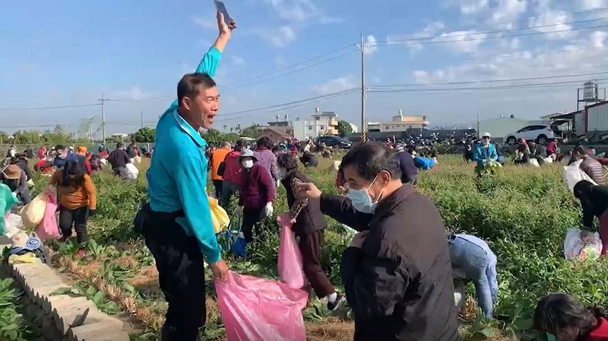 嘿呦嘿呦拔蘿蔔！彰化芬園免費活動湧上千人潮　8日記得再來拔