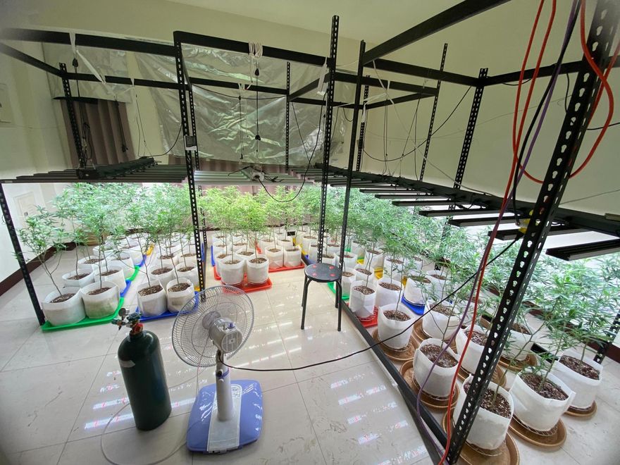 誇張！雲林民宅暗藏「植物園」　檢警快刀斬亂麻
