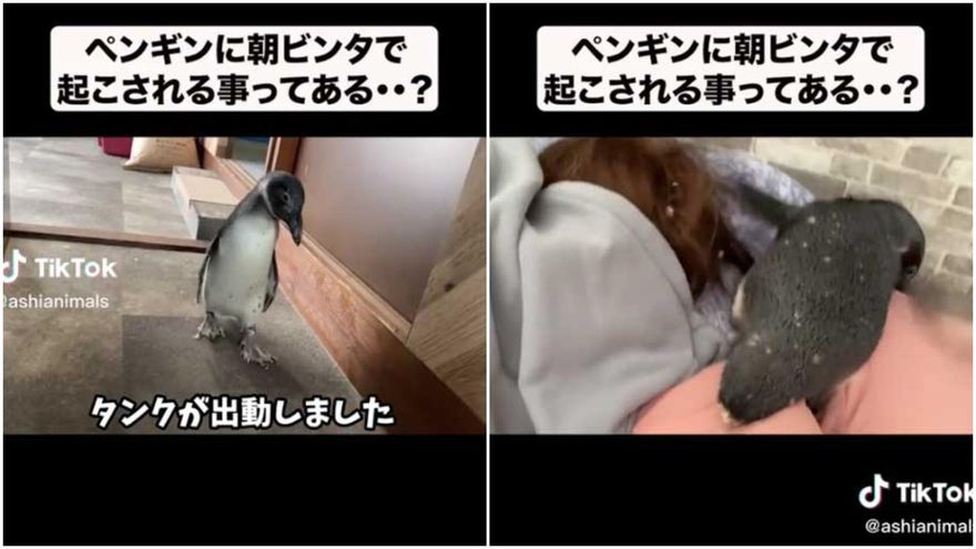 影/萌企鵝叫床「踩踏＋喊叫」無用！下秒「企」噗噗果斷巴蕊　馬麻懵：一瞬間看到極光了