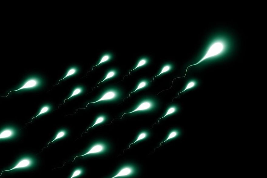 男性精子下降超快！醫曝「5挽救方式」：每2個半月一次機會