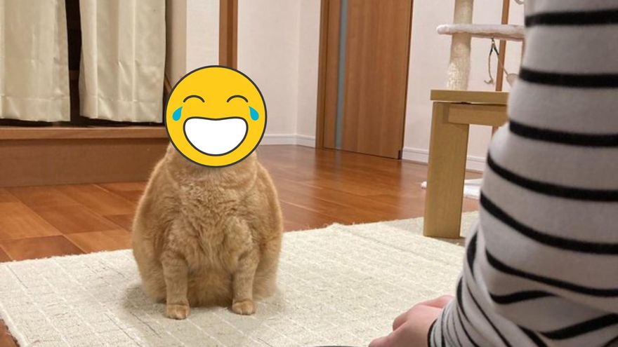 把拔訓話中…胖橘喵「滿臉不屑＋嘴角下垂」超不滿！喵：唸完沒？