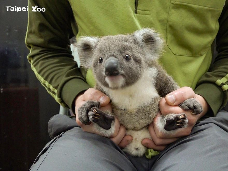 北市動物園再添新成員！無尾熊寶寶現身　萌樣樂翻眾人