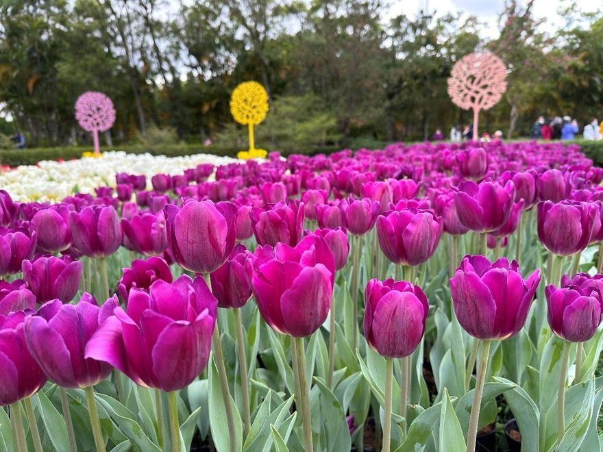快結束了！13萬株鬱金香花海倒數3天　台北玫瑰展、杜鵑花季3月接棒