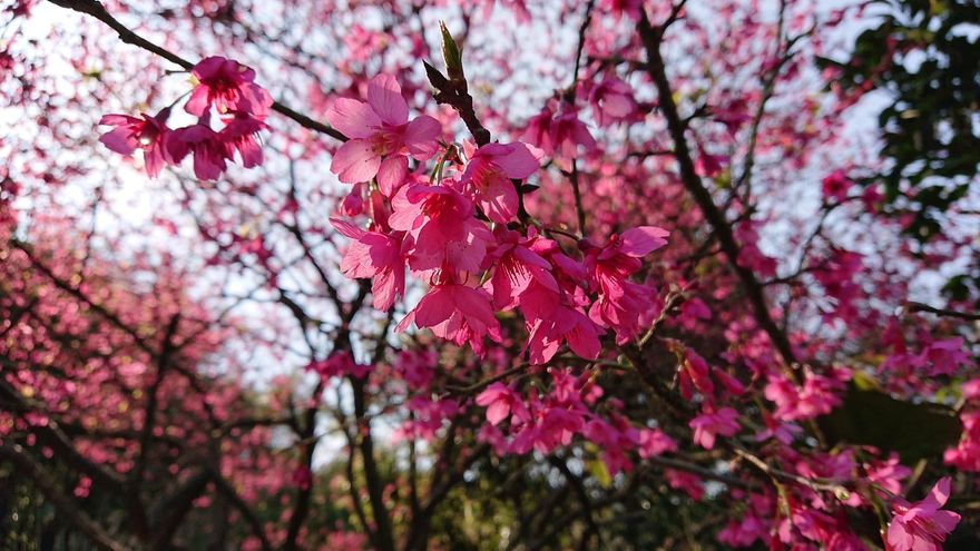 三芝櫻花浪漫來襲！青山路落櫻成毯　三生步道吉野櫻3月壓軸登場