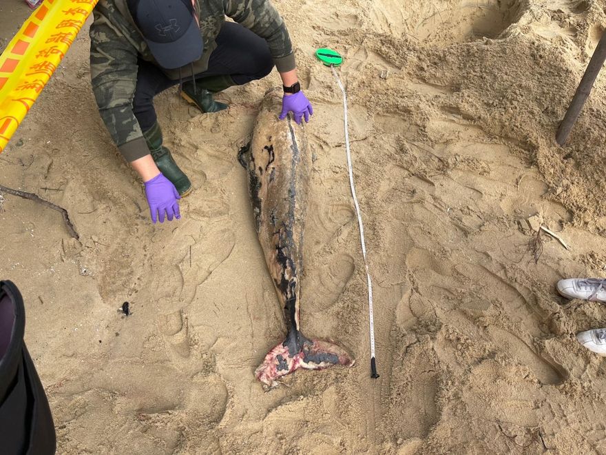 鯨豚墳場！金門1周3起「窄脊露脊鼠海豚」擱淺　魂斷沙灘死因不明
