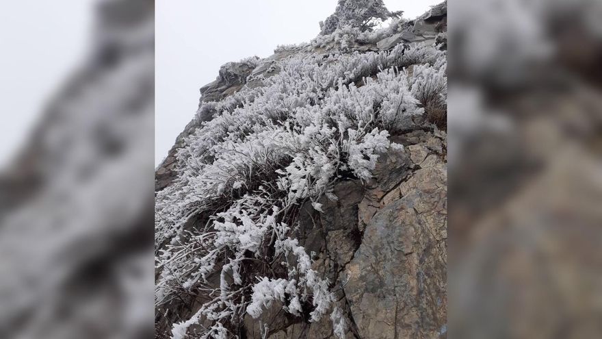 雪白世界！合歡山受大陸冷氣團影響　驚現「霧淞現象」白茫茫一片