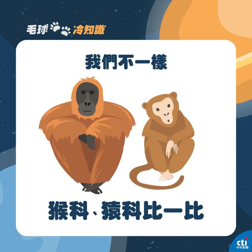 【毛球冷知識】我們不一樣！人類的近親你不能不知道「猩猩＋狒狒＋猴子＋猿」一次搞懂
