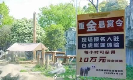 愚人節噱頭？募勇者「與虎同住」每小時給45萬　動物園緊急叫停