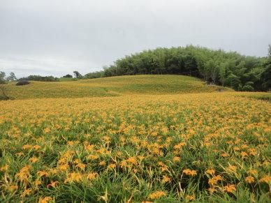 母親節賞花趣/彰化虎山巖3萬株金針花海盛放！5/14開到最美