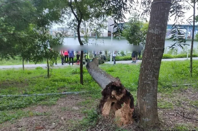 東海大學相思樹砸死7旬婦　家屬怒告校方過失致死