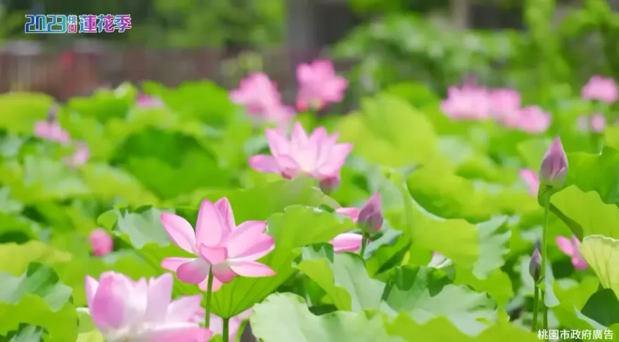 暑趣玩/桃園蓮花季7/1~8/20登場　大啖蓮花料理、周周有賞花主題