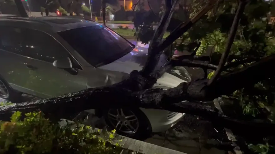 杜蘇芮災情/車主心淌血！高雄風雨掃斷樹　300萬保時捷遭擊落