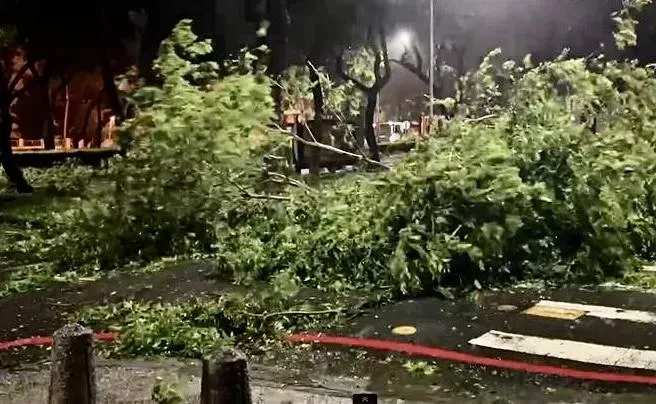 海葵颱風/高雄沿海滯留風強雨驟　新興區路樹倒一排廣告帆布吹落