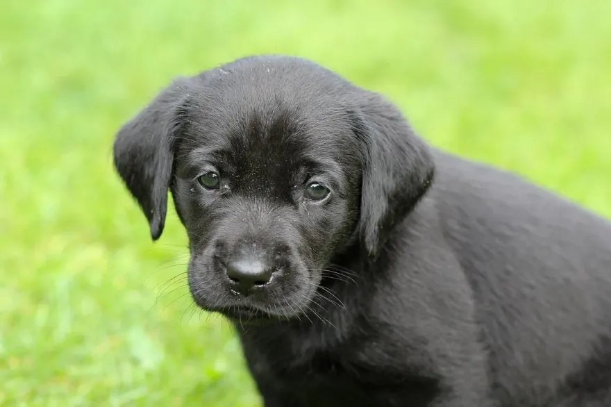 有圖慎入！浪浪背負1kg巨瘤滲血　獸醫揭犬隻腫瘤7大警訊