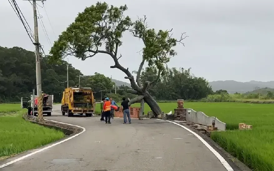 小犬颱風/撐不住了！「苗栗金城武樹」慘遭「瘋狗」撲倒　鄉民緊急搶救保命