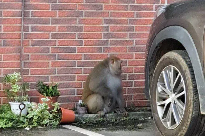 雲林縣府驚見台灣獼猴出沒　農業處呆愣：這隻也太胖