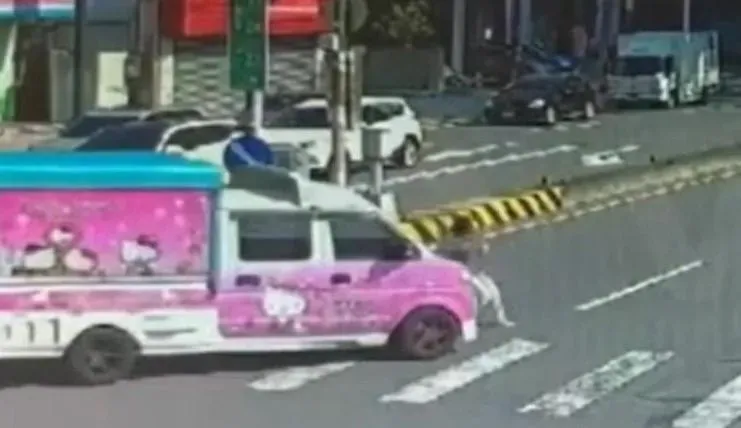 影/又見行人地獄！頭份小貨車左轉未禮讓　女斑馬線遭撞驚險畫面曝
