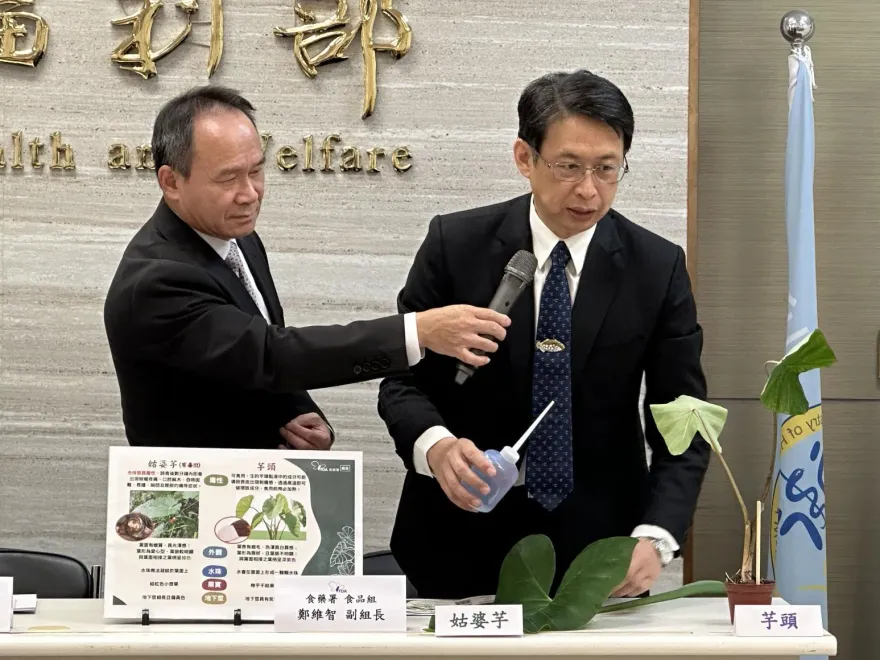 糗！錯把可食「千年芋」當「姑婆芋」被抓包　食藥署：虛心檢討