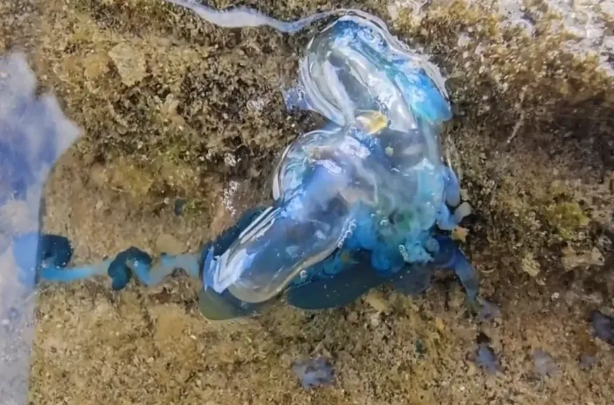 嚇死人！沙灘驚見「藍色塑膠袋」　竟是世界第3毒僧帽水母