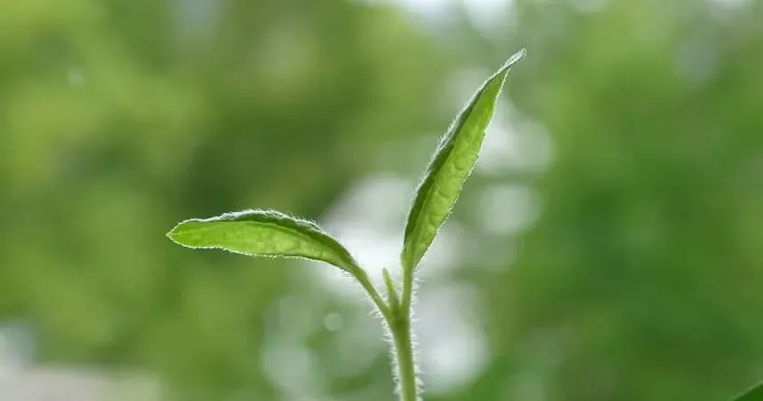 週三迎春分！12生肖上半年運勢曝光　這類人6月後恐有血光之災