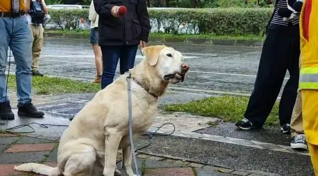 7.2強震撼全台/8歲搜救犬Roger立功！回頭聞2次尋獲第三具遺體　領犬員曝原因