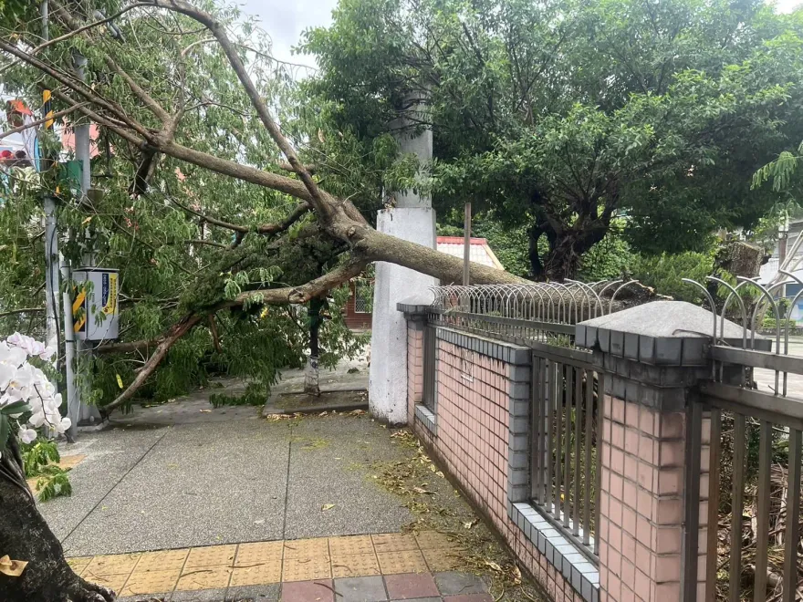 影/暴雨慘況曝光！新北樹林路樹穿牆壓街　險砸中路邊攤販