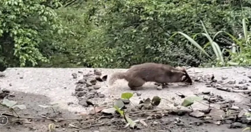 狂犬鼬獾又現蹤影！玉里赤科山產業道路驚現怪異行徑　疑似感染狂犬病