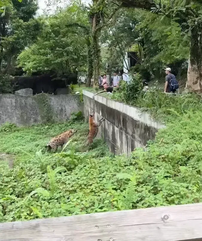 89猴慘了！擅自翻越欄杆「挑釁斑點鬣狗」　台北市立動物園喊告