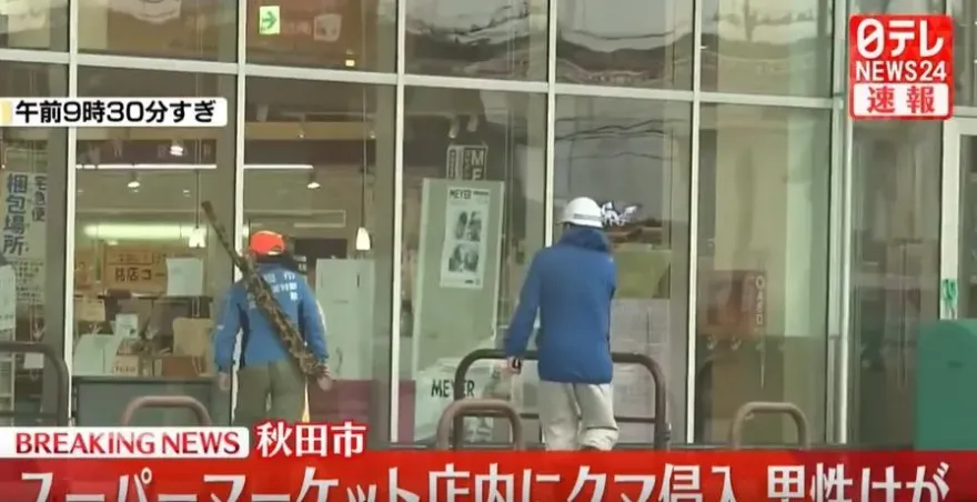 熊出沒！日本秋田一家超市遭野熊闖入　男店員額頭耳朵受傷