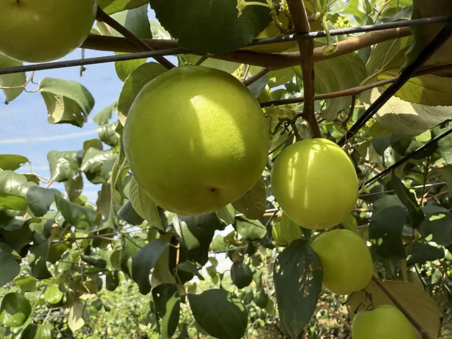 授粉期遇颱風！蜜棗結果率僅5成　每斤飆120元