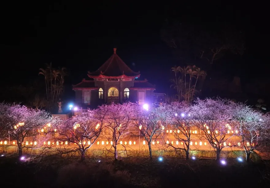 影/淡水「最美寺廟櫻花」滿開！天元宮三色櫻美如畫　粉紫木蘭花再等等